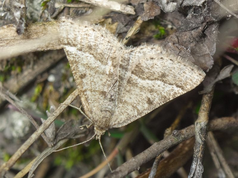 Isturgia murinaria (Denis & Schiffermuller, 1775)